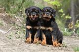 ROTTWEILER 223